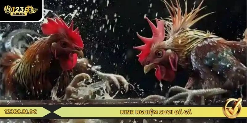 Bật mí kinh nghiệm chơi đá gà