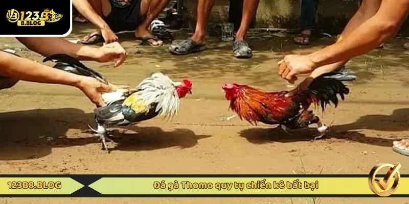 Đá gà Thomo quy tụ chiến kê bất bại