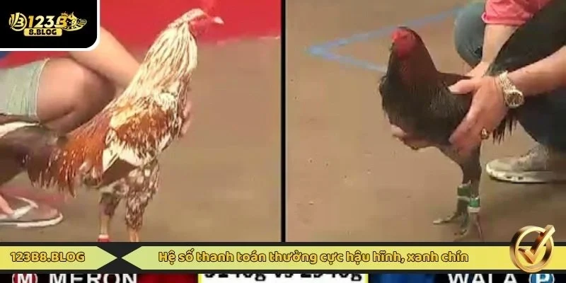 Hệ số thanh toán thưởng cực hậu hĩnh, xanh chín