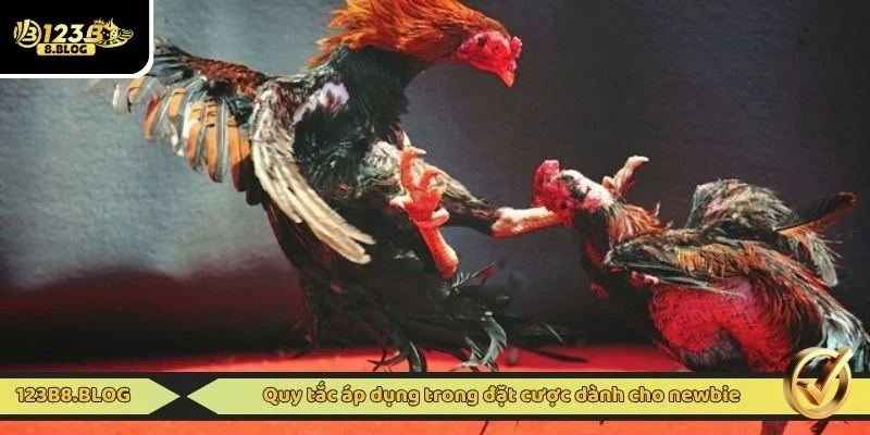 Quy tắc áp dụng trong đặt cược dành cho newbie