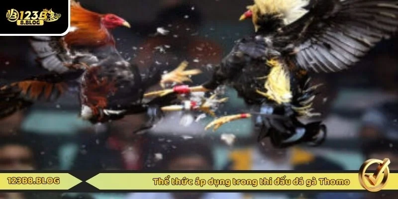 Thể thức áp dụng trong thi đấu đá gà Thomo