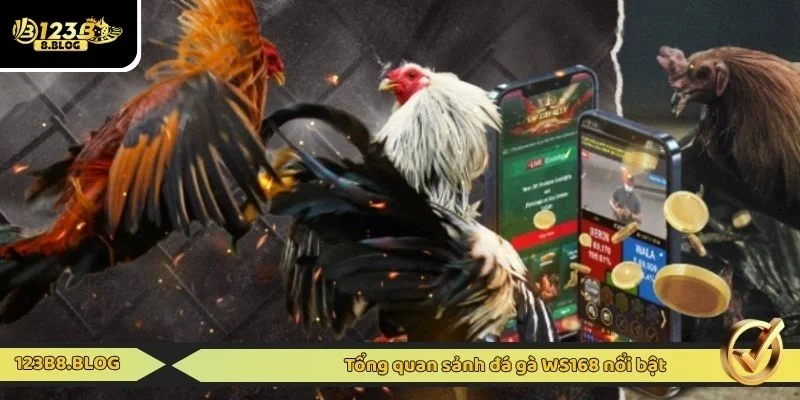Tổng quan sảnh đá gà WS168 nổi bật